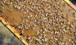 Mississippi State Insect - Honeybee