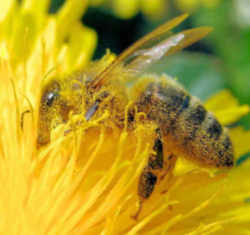 Mississippi State Insect - Honeybee