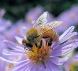 North Carolina State Insect - Honeybee