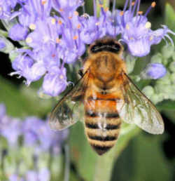 Nebraska State Insect - Honeybee