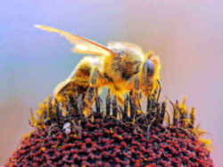 Nebraska State Insect - Honeybee