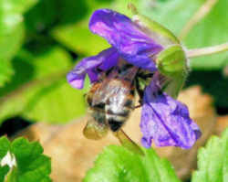 New Jersey State Bug - Honey Bee