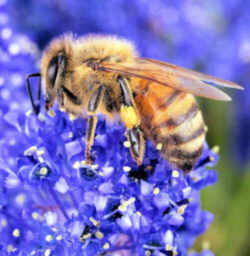 Oklahoma State Insect - Honeybee