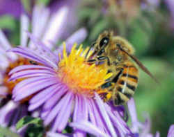 Oklahoma State Insect - Honeybee