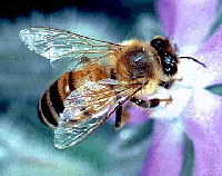 Tennessee State Agricultural Insect - Honeybee