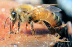 South Dakota State Insect - Honeybee