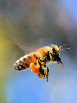 Utah State Insect - Honeybee