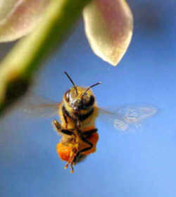 Utah State Insect - Honeybee