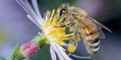 Vermont State Insect - Honeybee