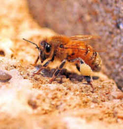 Wisconsin State Insect: Honeybee