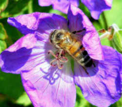 Wisconsin State Insect: Honeybee