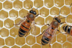 West Virginia State Insect  - Honeybee