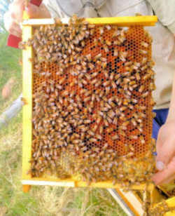 West Virginia State Insect  - Honeybee