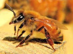 West Virginia State Insect  - Honeybee