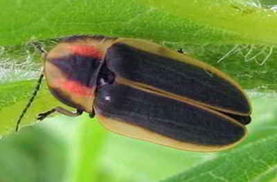Indiana State Insect - Firefly