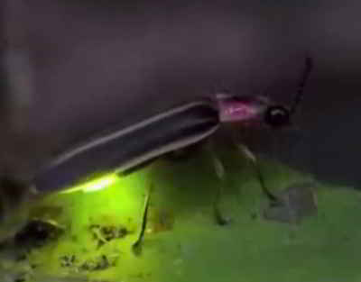 Indiana State Insect - Firefly
