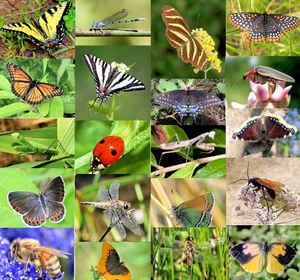 State Insects,