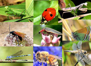 State Insects, Butterflies, and Bugs