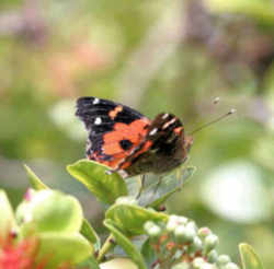 Hawaii State Insect: Pulelehua or Kamehameha Butterfly