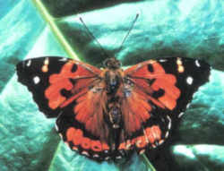 Hawaii State Insect: Pulelehua or Kamehameha Butterfly