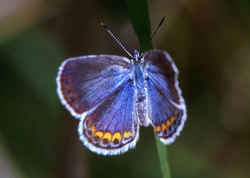 New Hampshire State Butterfly - Karner Blue