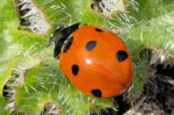 Delaware State Bug - Ladybug