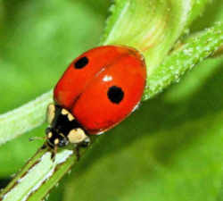 Massachusetts State Insect - Ladybug