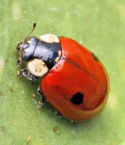 Massachusetts State Insect - Ladybug