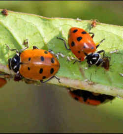 North Dakota State Insect - Ladybug