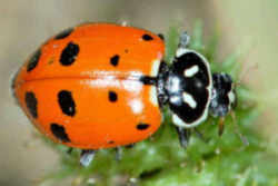 North Dakota State Insect - Ladybug