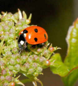 New Hampshire State Insect - Ladybug