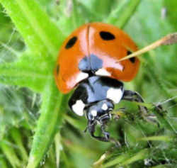 New Hampshire State Insect - Ladybug