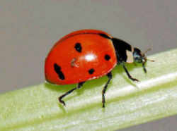 New York State Insect - Ladybug