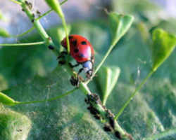 Ohio State Insect - Ladybug