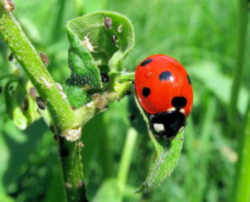 Ohio State Insect - Ladybug