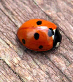 Tennessee State Insect (Ladybug)