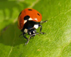 Tennessee State Insect (Ladybug)
