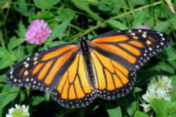 Alabama State Insect: Monarch Butterfly