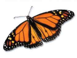 Alabama State Insect: Monarch Butterfly