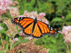 Idaho State Insect - Monarch Butterfly