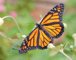 Idaho State Insect - Monarch Butterfly