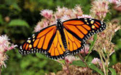 Illinois State Insect - Monarch Butterfly