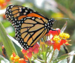 Illinois State Insect - Monarch Butterfly