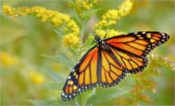 Minnesota State Butterfly - Monarch Butterfly