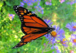 Minnesota State Butterfly - Monarch Butterfly