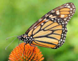 Texas State Insect - Monarch Butterfly