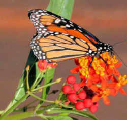 Texas State Insect - Monarch Butterfly