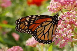 Vermont State Butterfly - Monarch Butterfly 