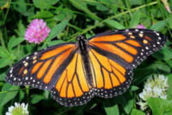 Vermont State Butterfly - Monarch Butterfly 
