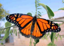 West Virginia State Butterfly - Monarch Butterfly 
